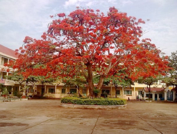 Phượng vĩ trong sân trường