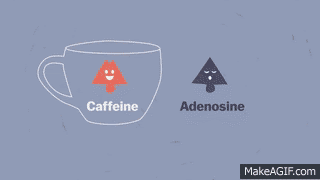 Caffeine vs Adenosine on Make a GIF
