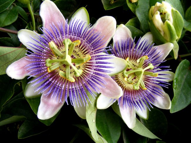 https://www.earthtokathy.com/wp-content/uploads/passionflower-1-e1549655748746.jpg