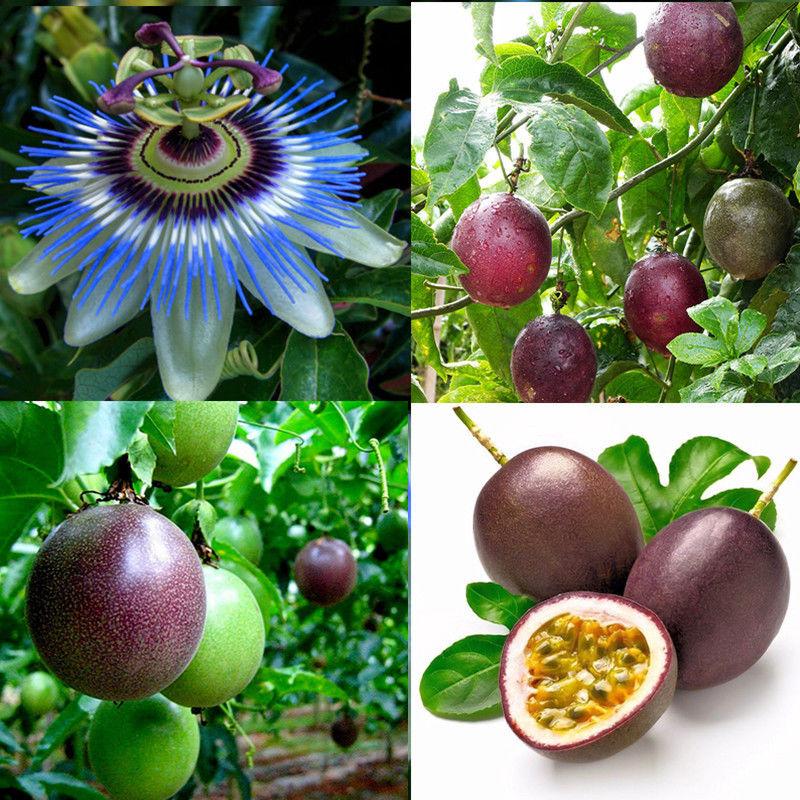 2020 20 Seeds/Pack, Sugar PASSIFLORA CAERULEA Tropical ...