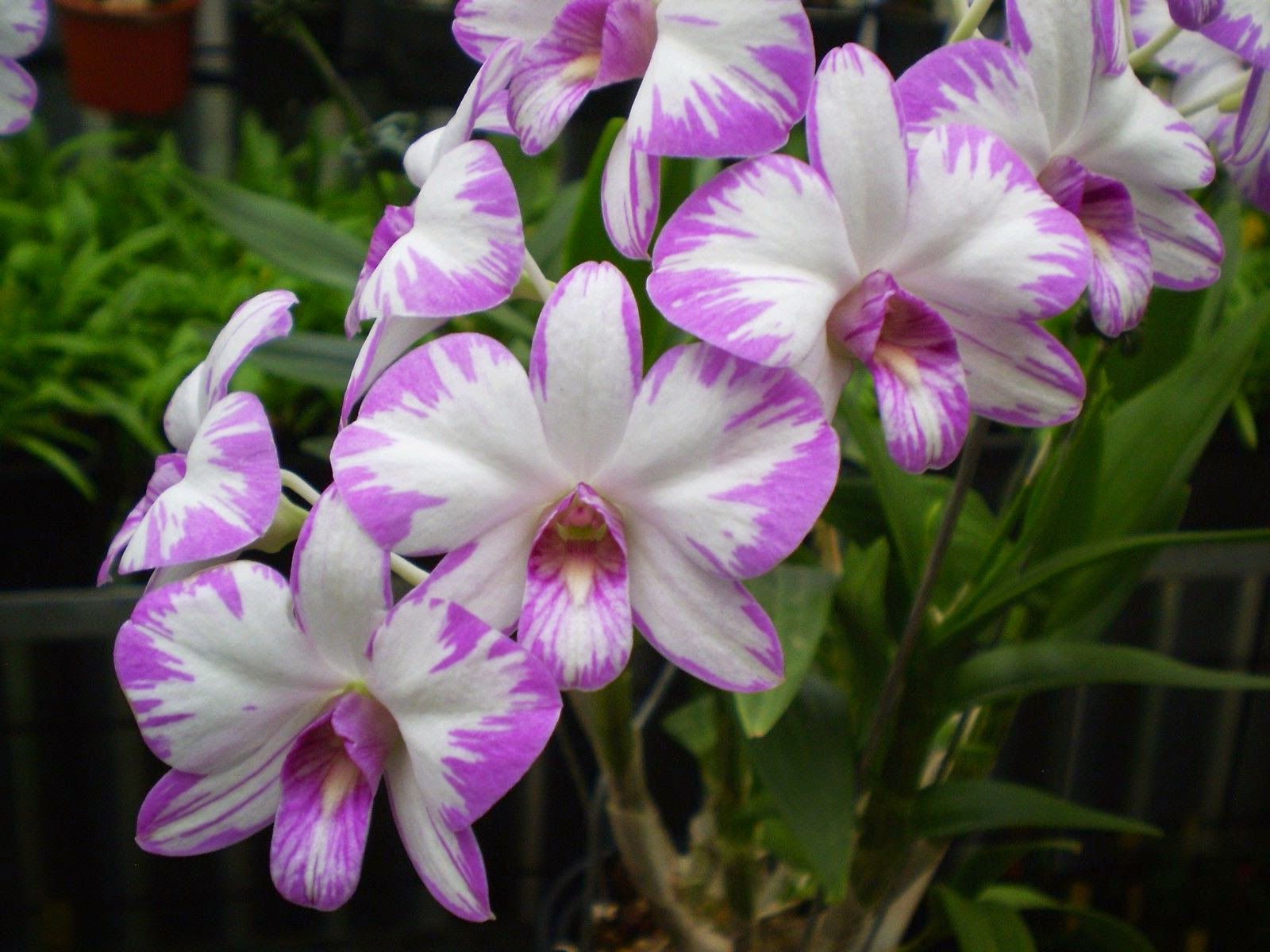 https://kkorchids.com/wp-content/uploads/2017/10/dendrobium-06.jpg