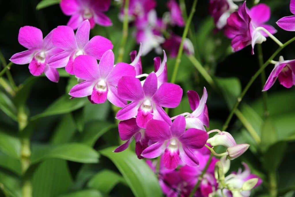 https://florgeous.com/wp-content/uploads/2020/05/dendrobium-1024x683.jpg