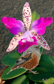 Cattleya Bohemiscorpus GIF - Cattleya Bohemiscorpus - Discover & Share GIFs