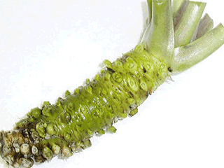 ワサビは英語で「Wasabi」【野菜の英語名一覧/野菜GIF画像】｜albert_aspernatur｜GIFMAGAZINE