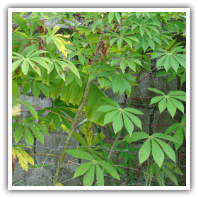 Cassava - Lanna Food | Northern Thai Information Center, Chiang Mai  University Library
