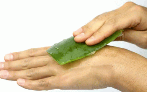 annunciatore Specialità Storico aloe vera gif Disaccordo Pedigree Lamentarsi