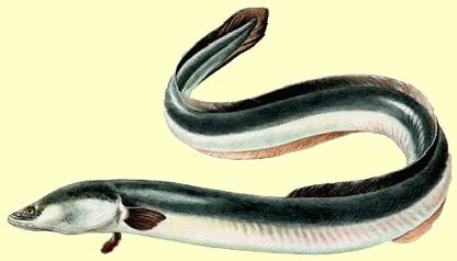 Gifs animés - Comme un poisson dans l'eau, la pêche, une passion