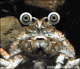 Japanese Spider Crab