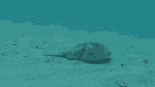 Horseshoe Crab GIF - Horseshoe Crab Shellfish Kerang - Discover & Share GIFs