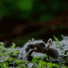 Cordyceps Fungus Dangerous GIF - Cordyceps Fungus Dangerous Killer -  Discover & Share GIFs